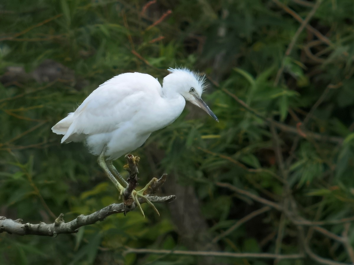 Aigrette garzette - ML620563972