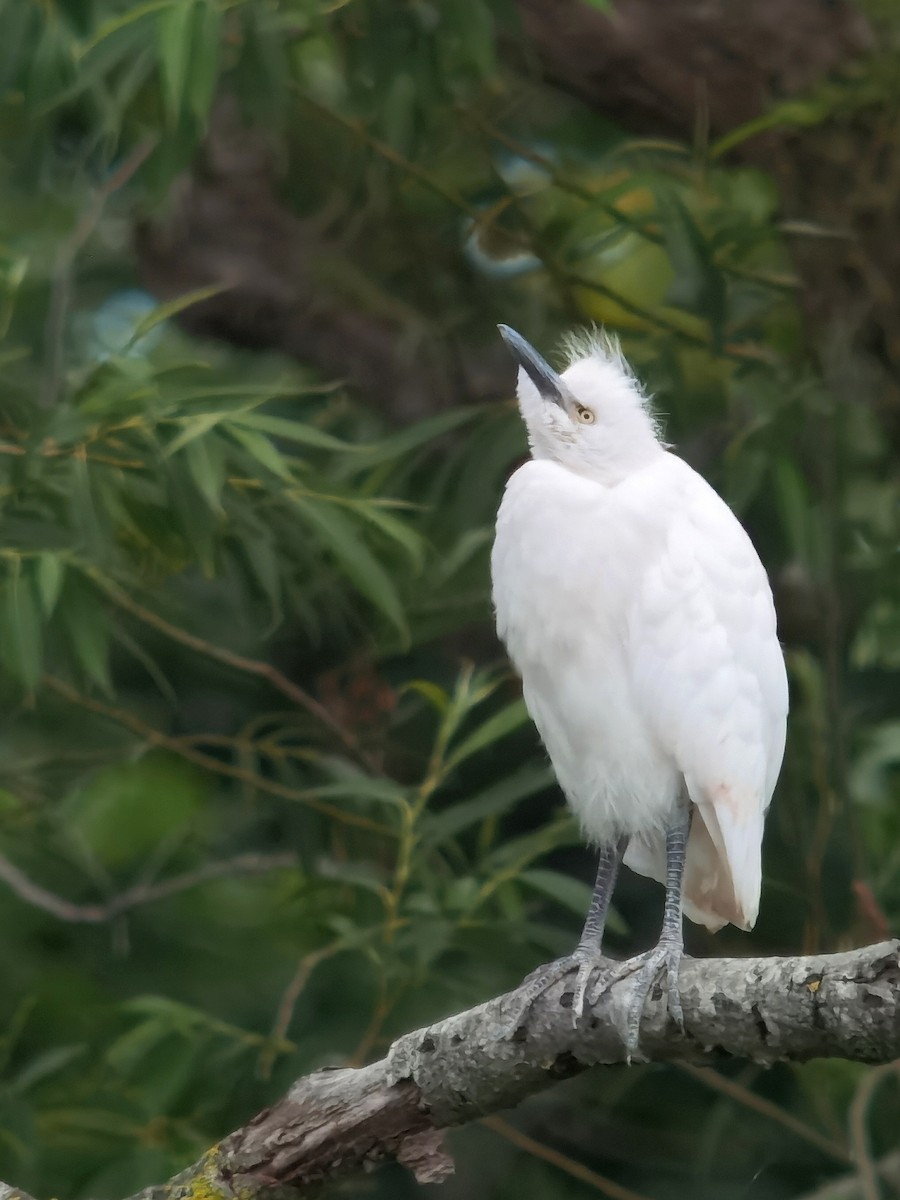 Western Cattle Egret - ML620563975