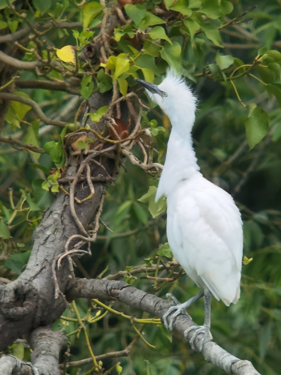 Чапля єгипетська (підвид ibis) - ML620563977