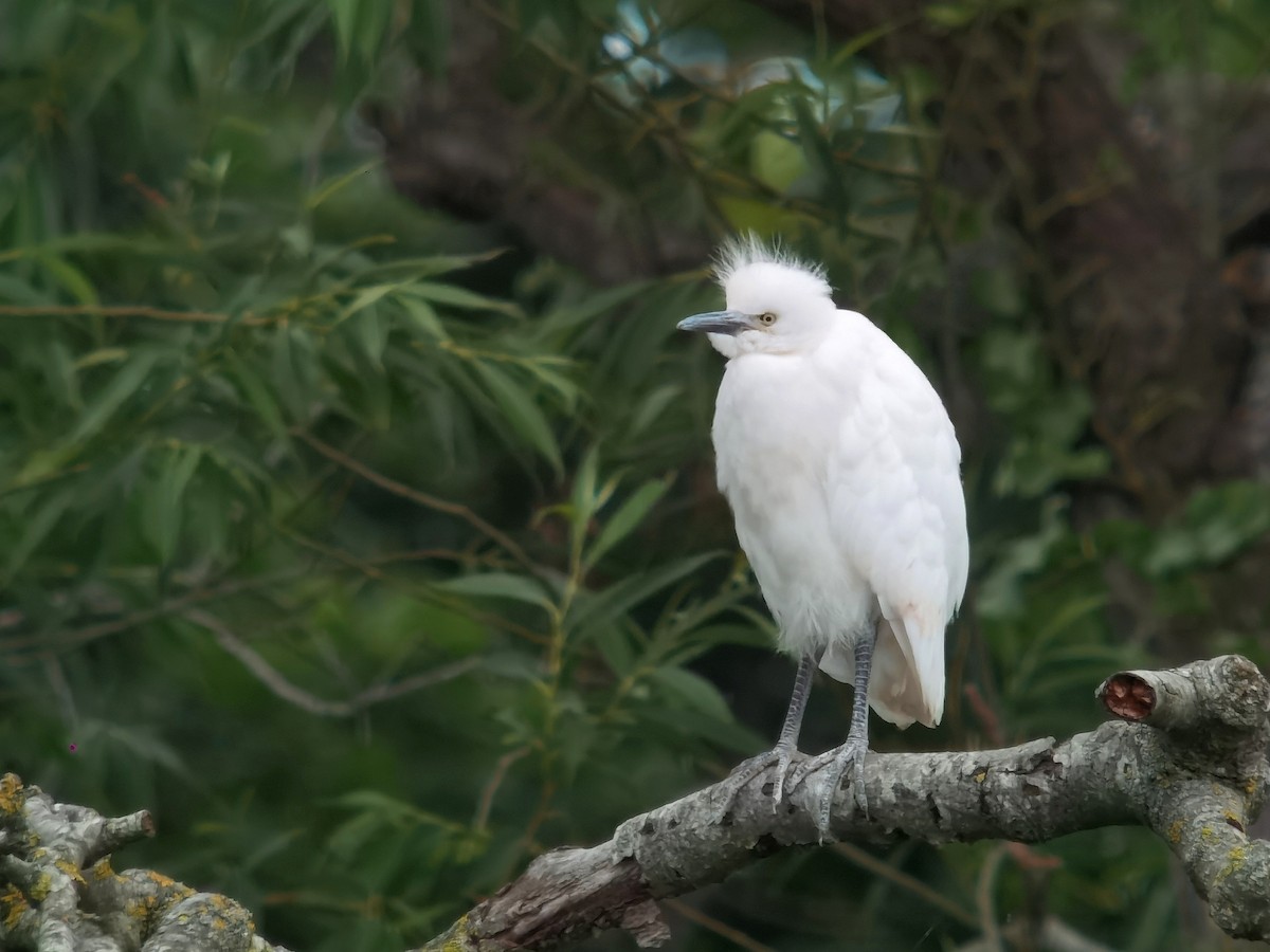 Western Cattle Egret - ML620563978