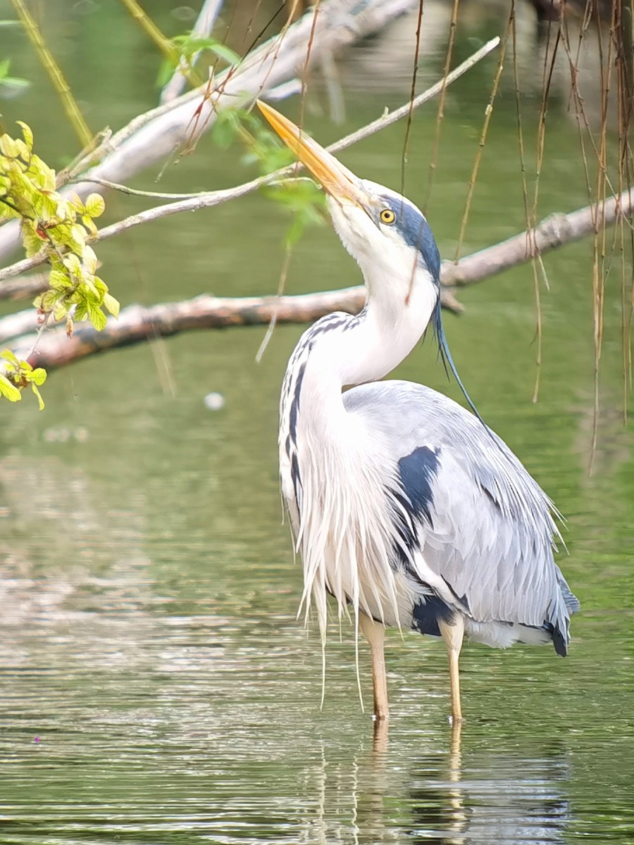 Gray Heron - ML620563980