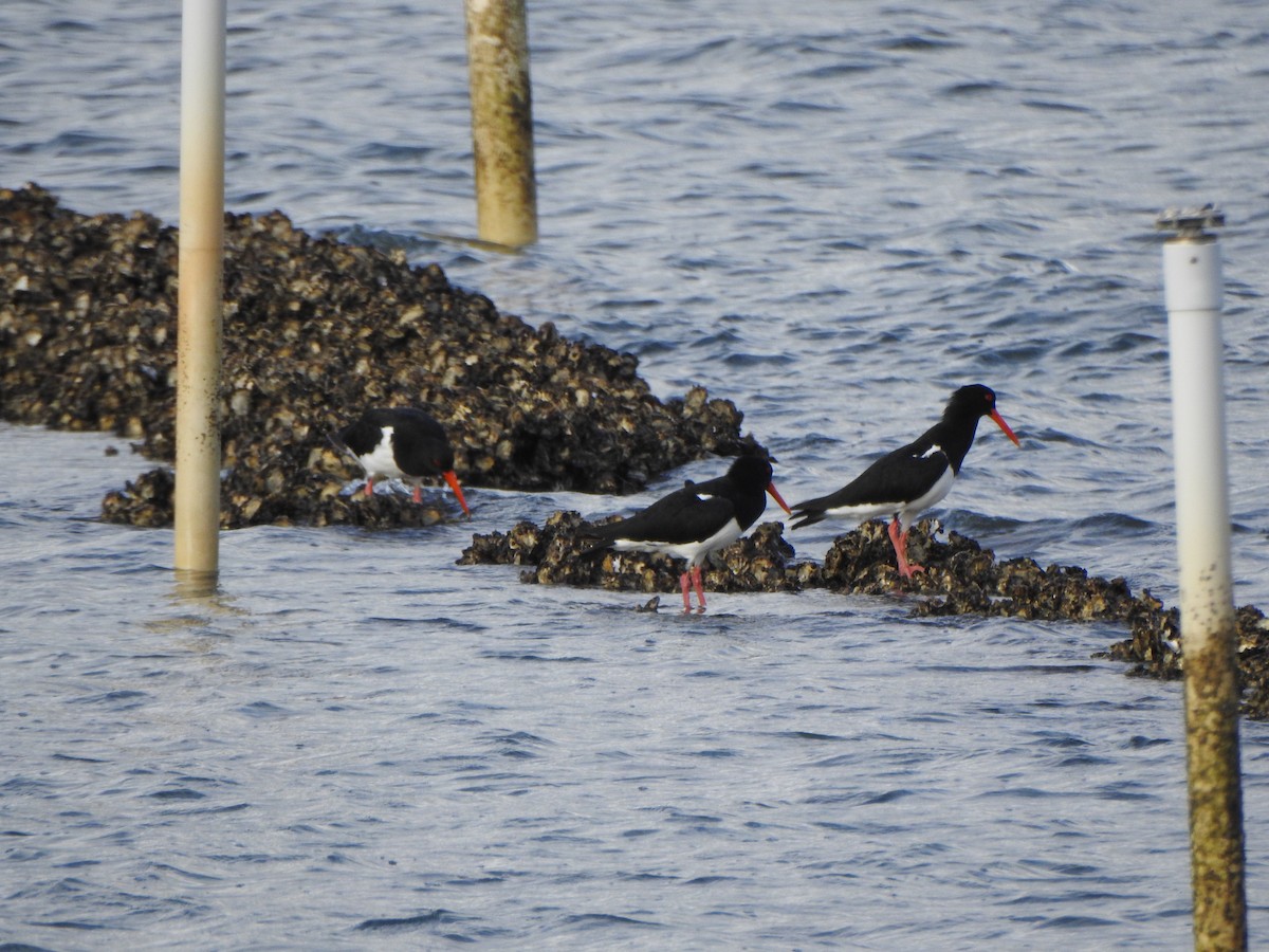 Pied Oystercatcher - ML620563983