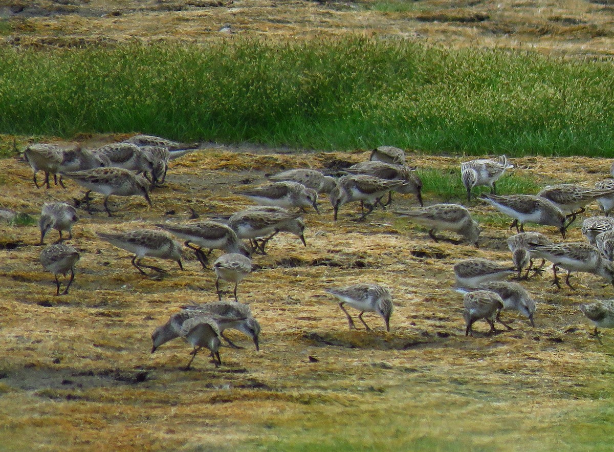 Semipalmated Sandpiper - ML620563985