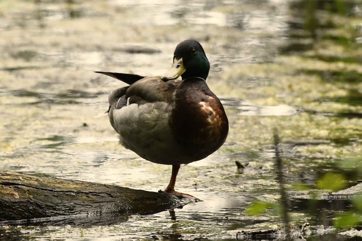 Canard colvert - ML620563986