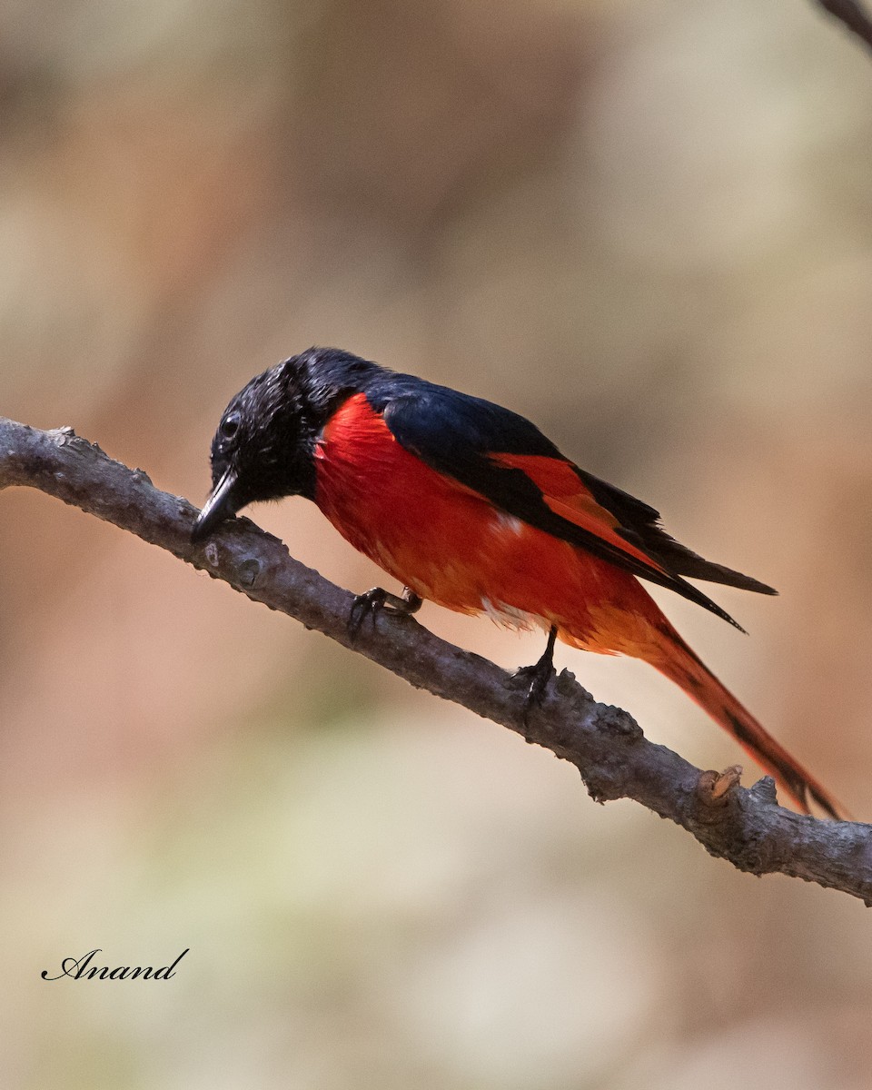 Minivet écarlate - ML620563987