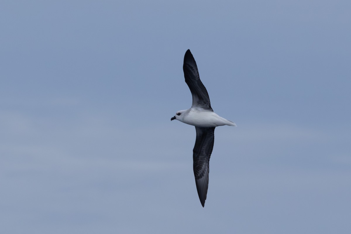 White-headed Petrel - ML620563988