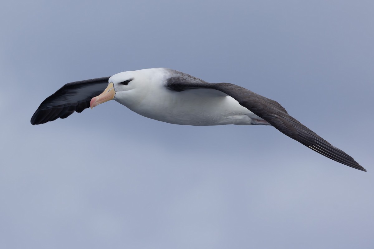 Albatros à sourcils noirs (melanophris) - ML620563989