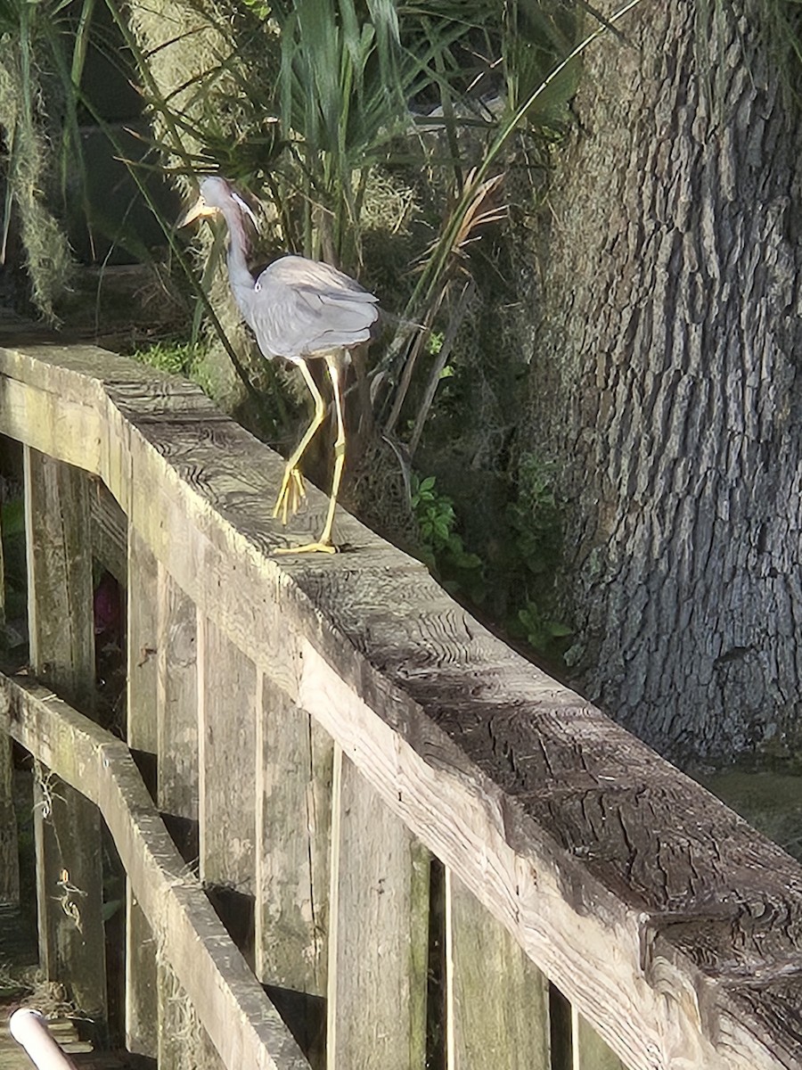 Tricolored Heron - ML620563990