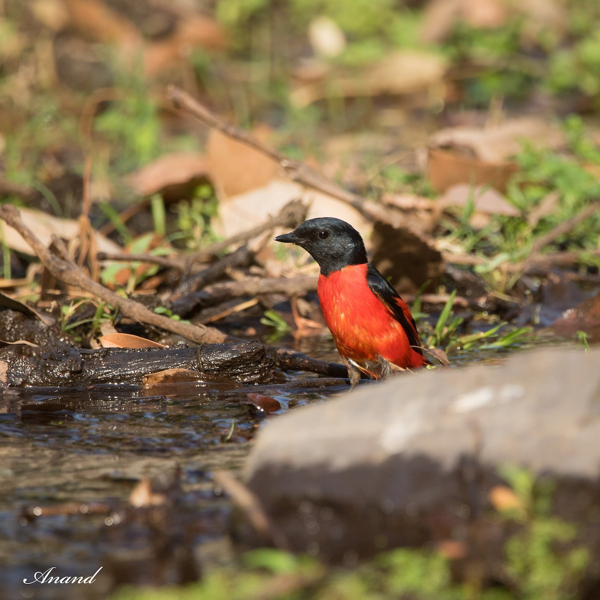 Scarlet Minivet - ML620563996