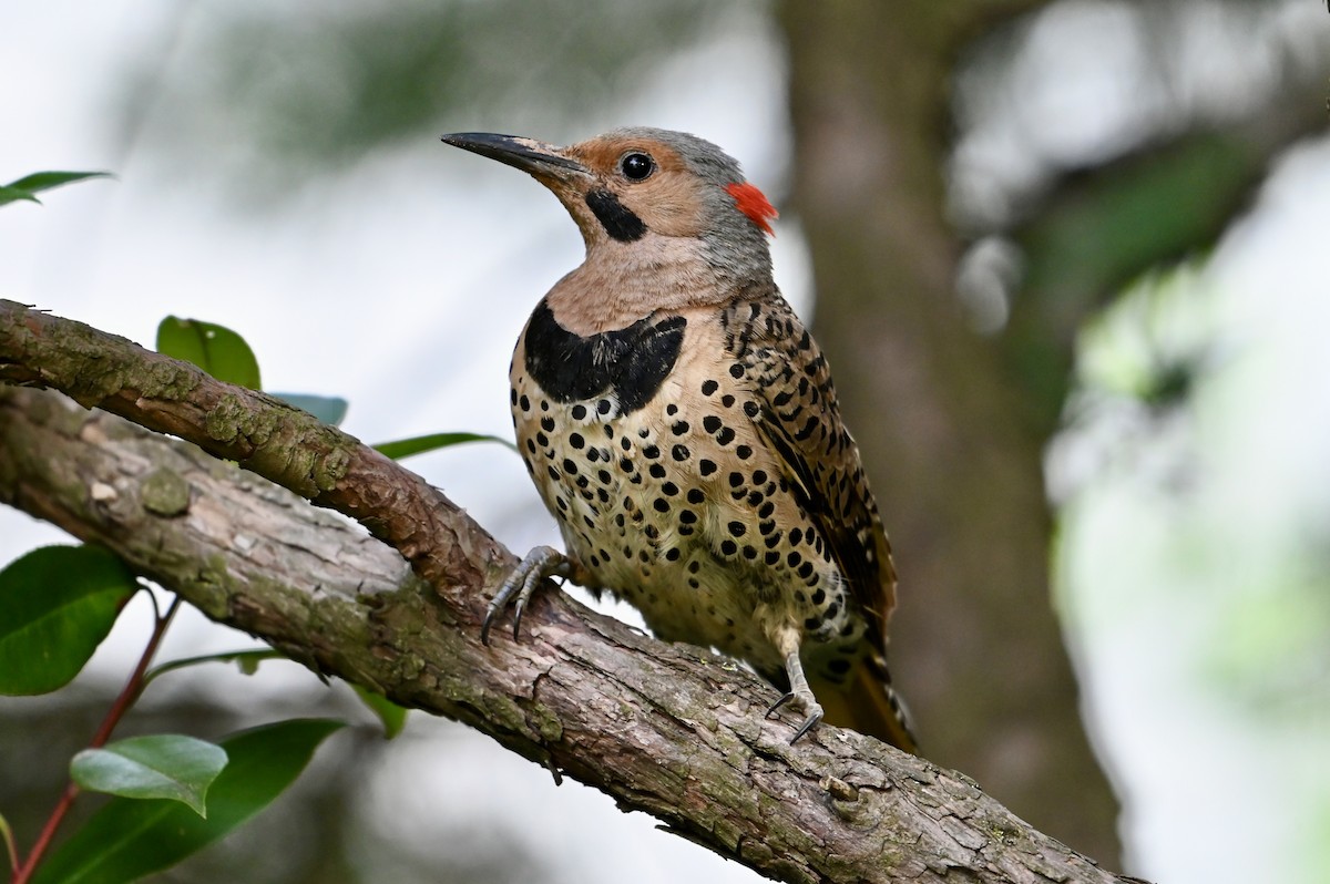 Northern Flicker - ML620563998