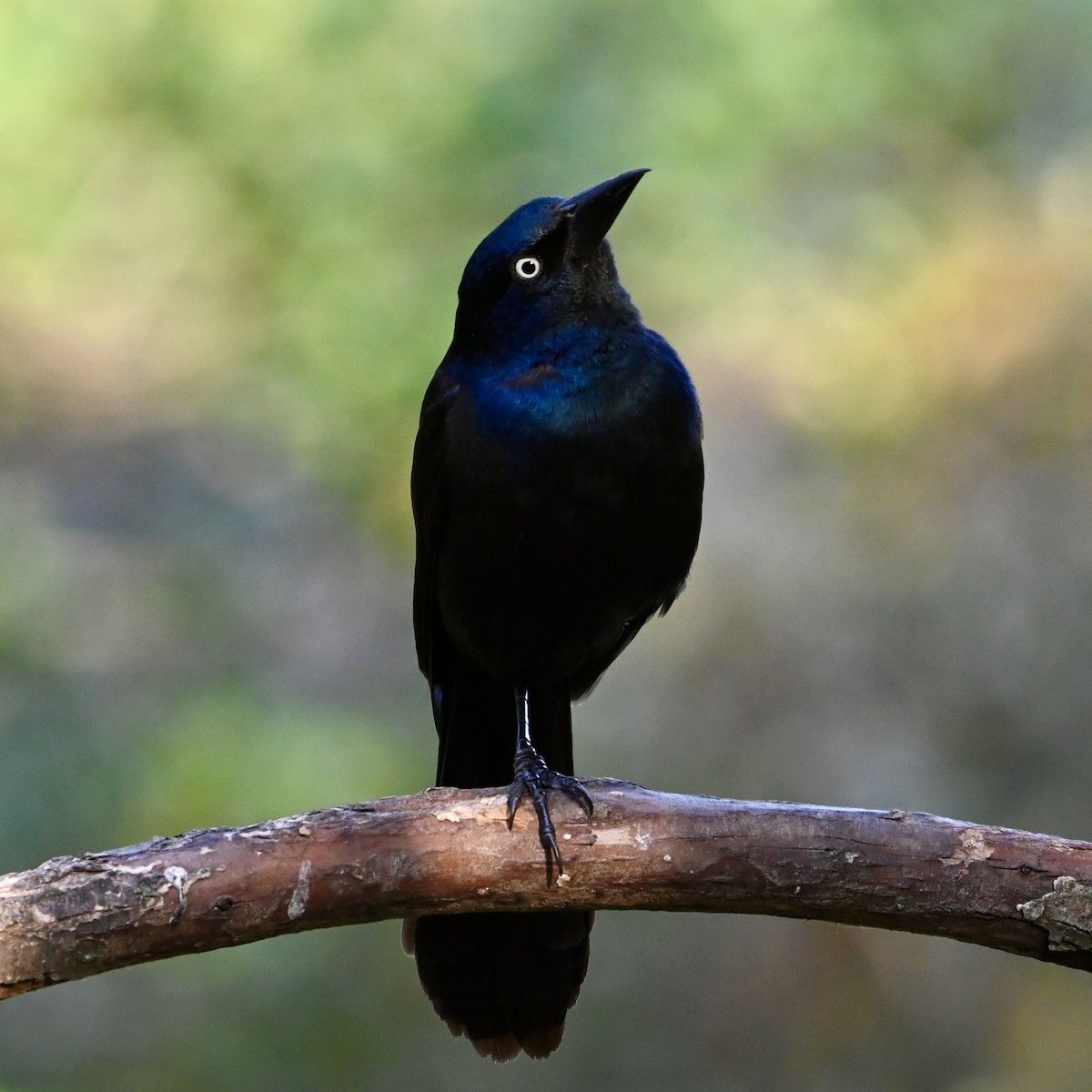 Common Grackle - ML620563999