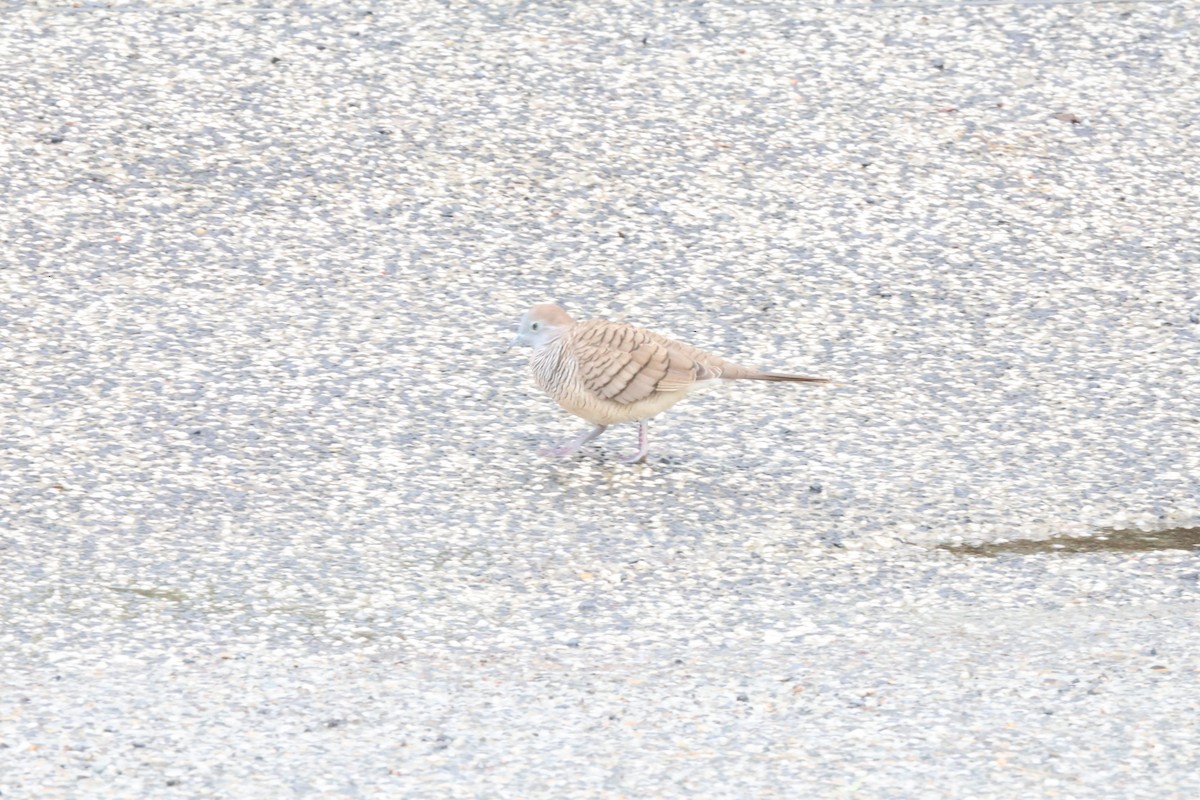 Zebra Dove - ML620564000