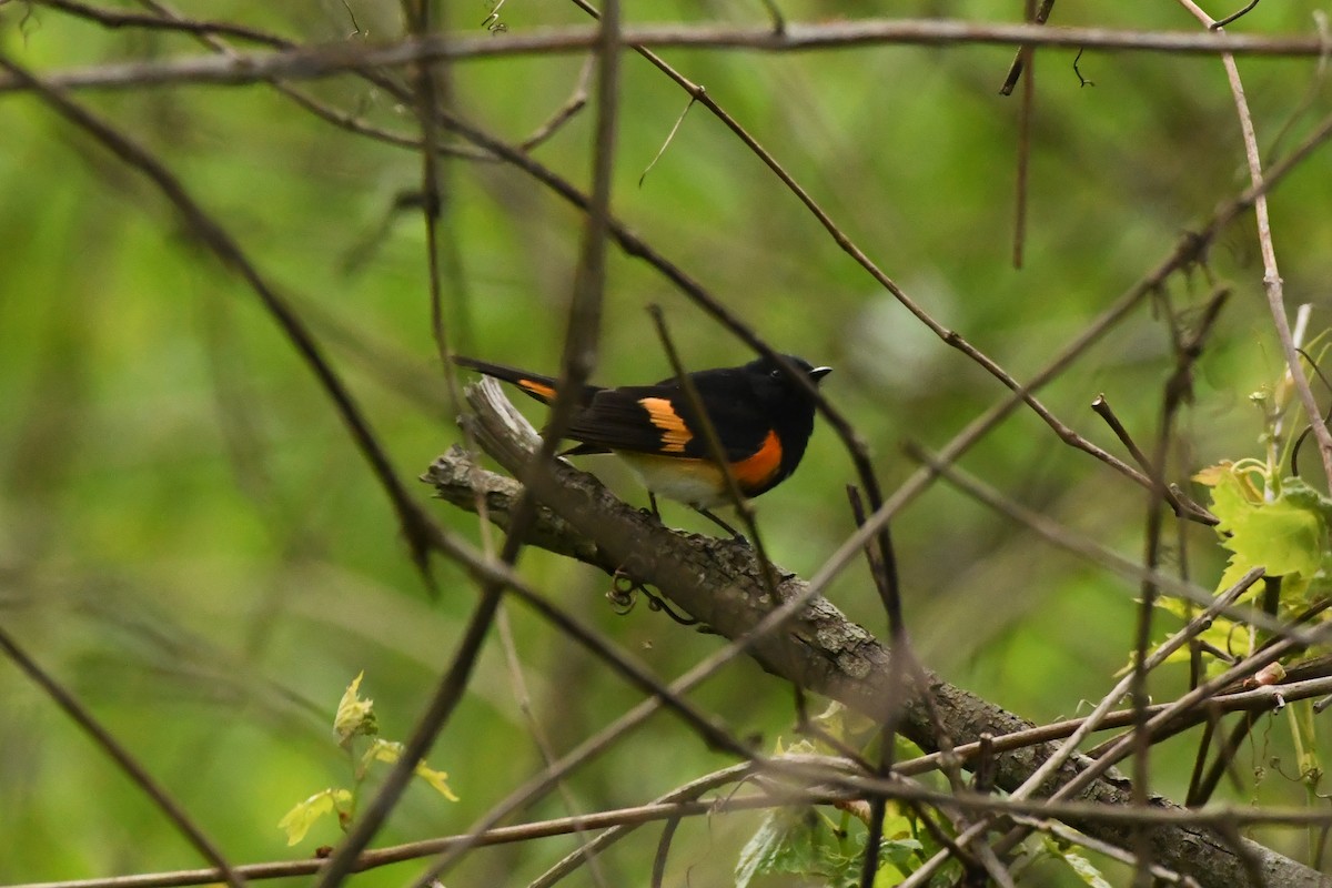 American Redstart - ML620564003