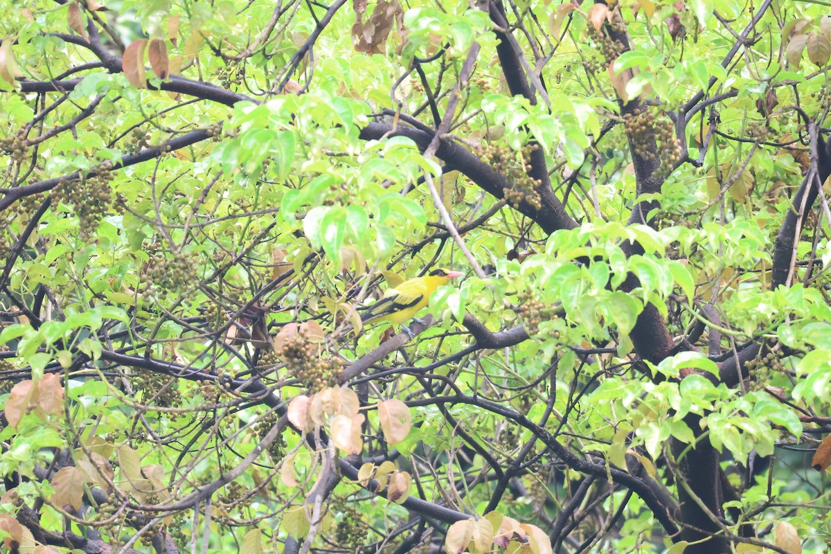 Black-naped Oriole - ML620564004