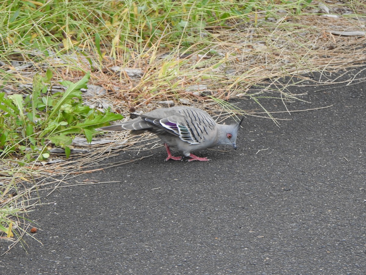 Crested Pigeon - ML620564005