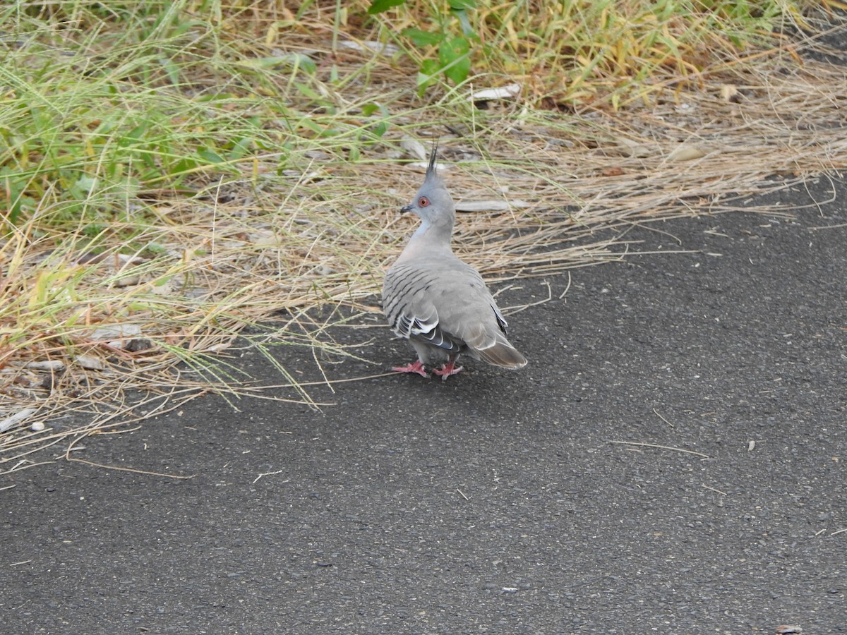 Crested Pigeon - ML620564007