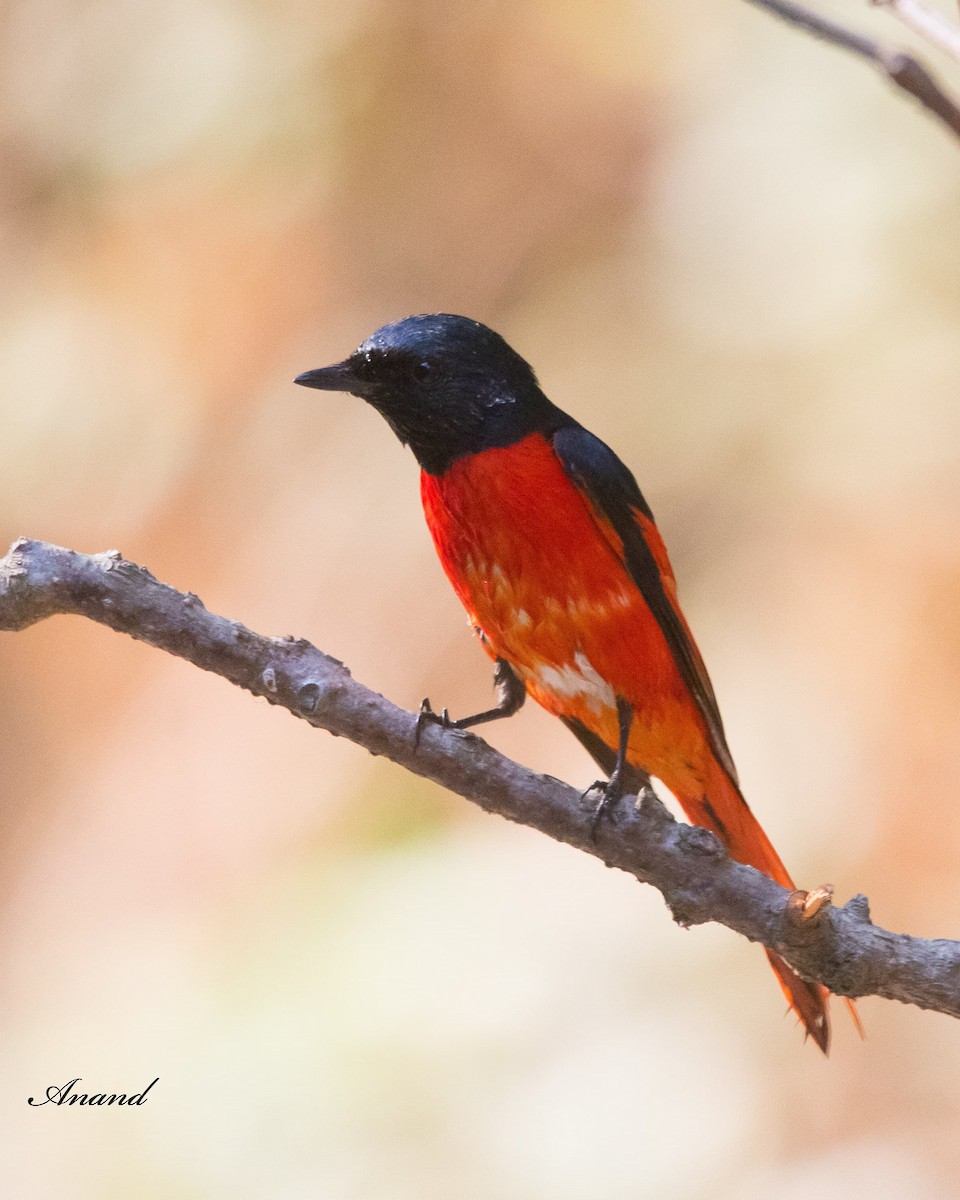 Scarlet Minivet - ML620564009