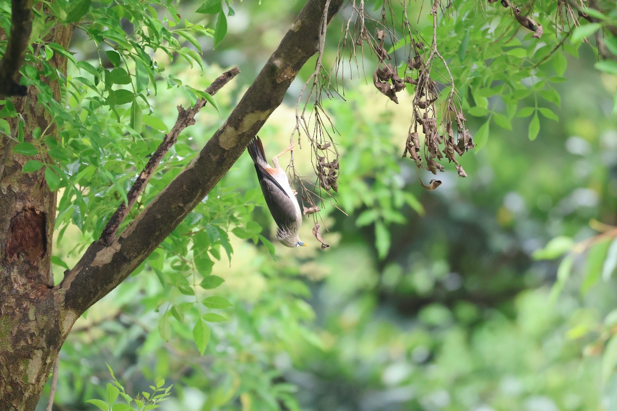 Chestnut-tailed Starling - ML620564010