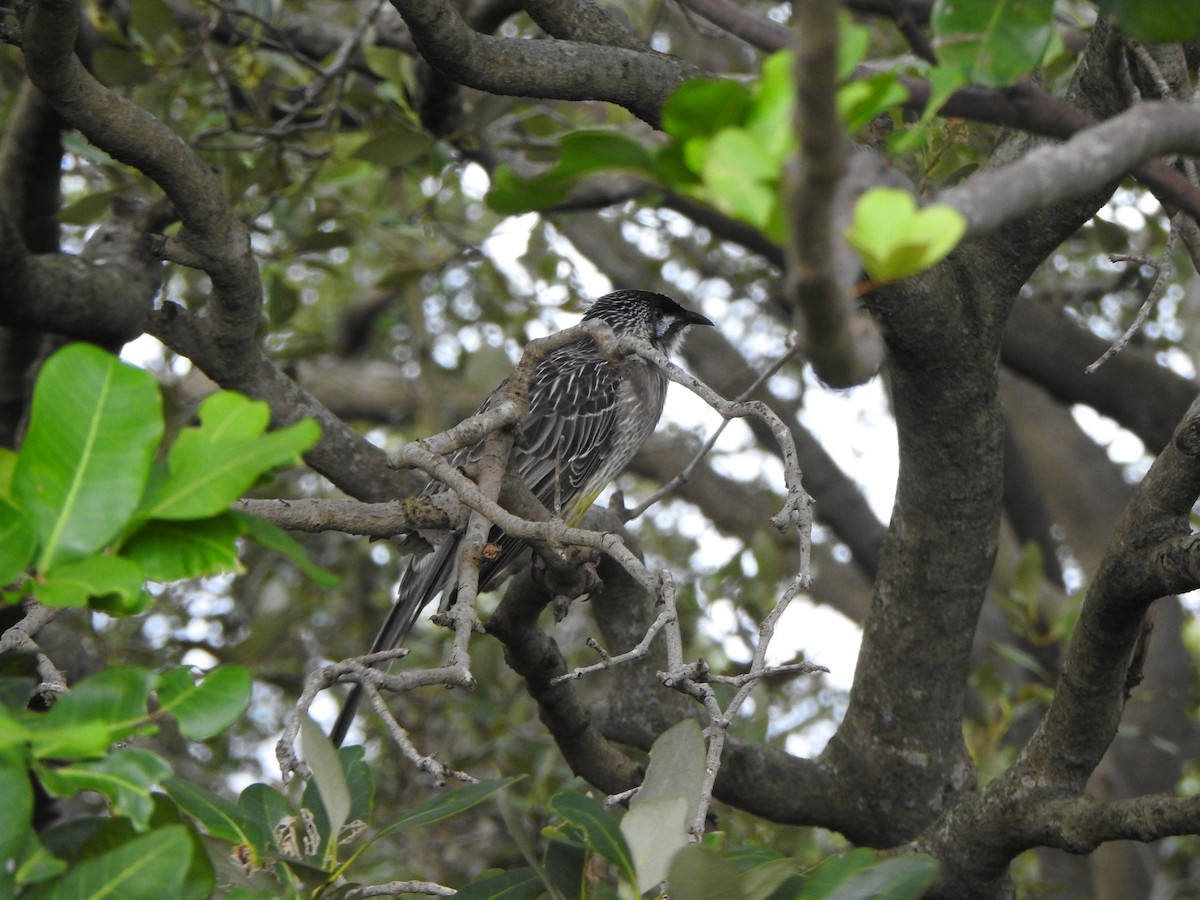 Red Wattlebird - ML620564013