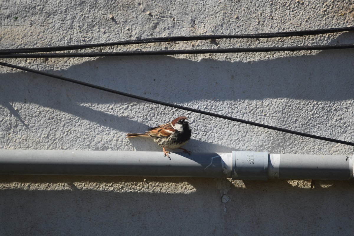 Spanish Sparrow - ML620564014