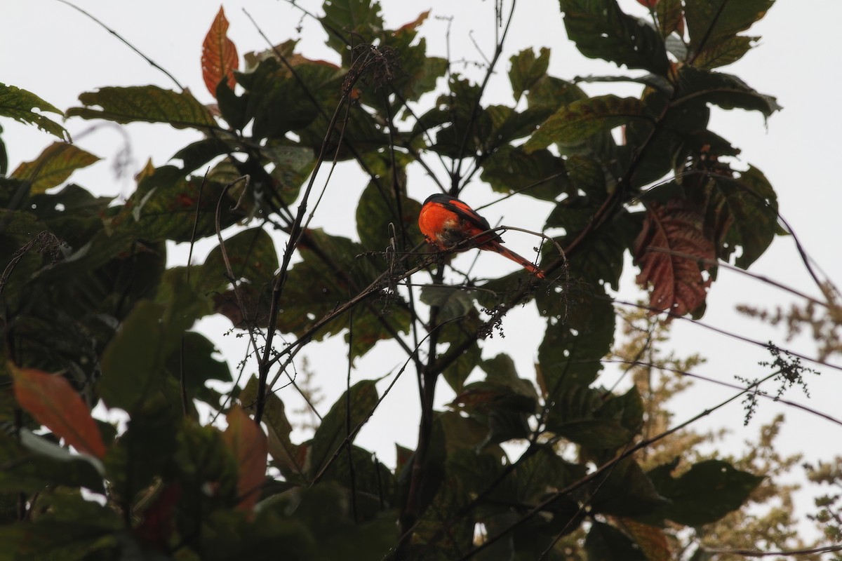 Minivet Gorjigrís - ML620564015