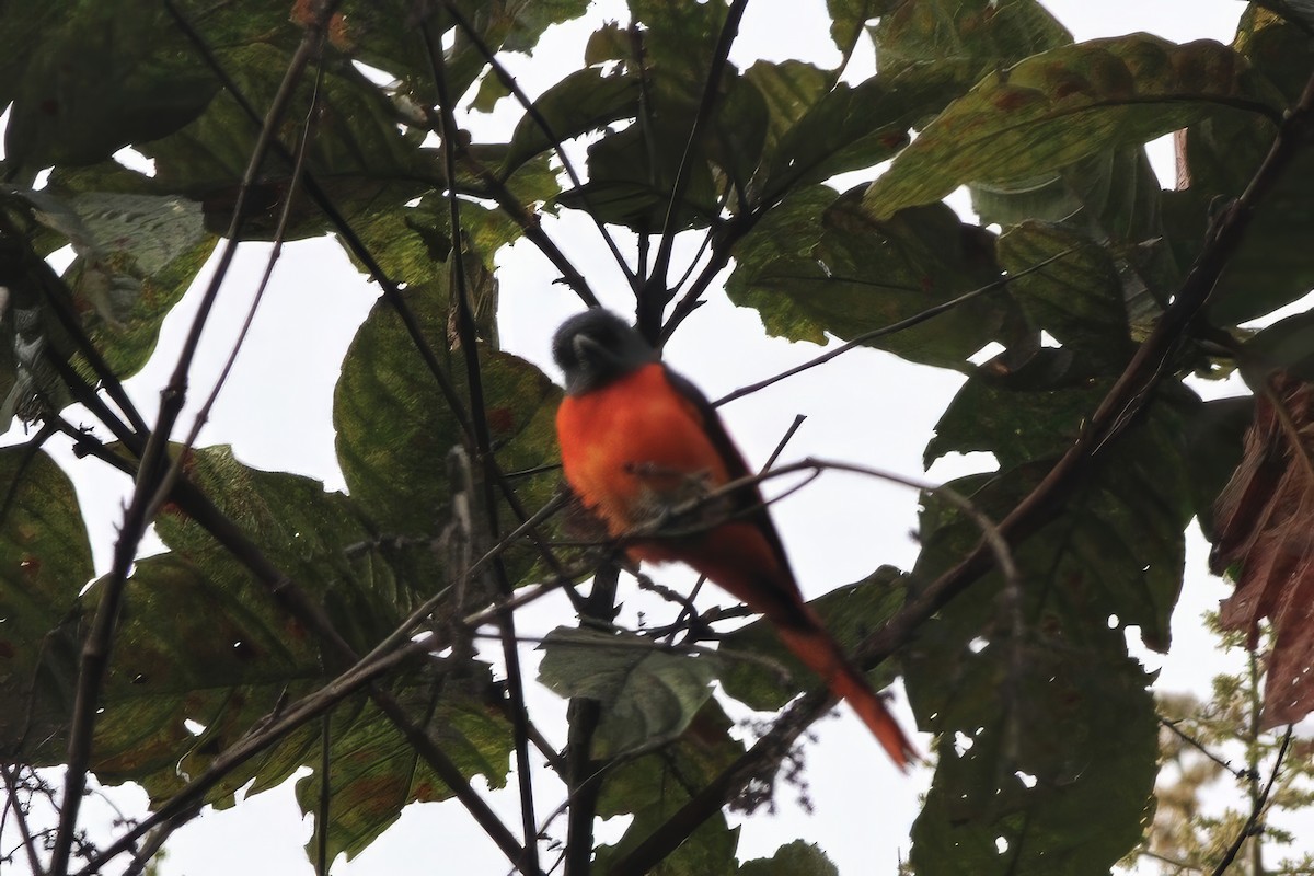 Gray-chinned Minivet - ML620564016