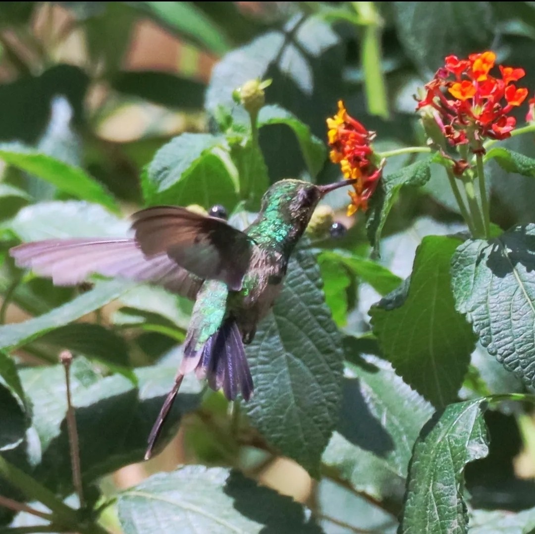 kolibřík zlatohlavý - ML620564017