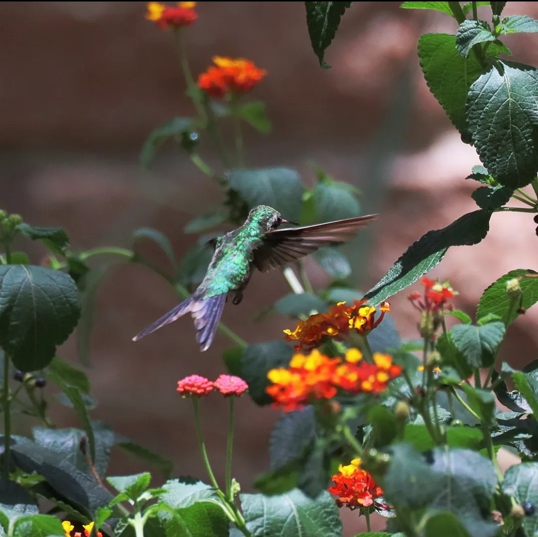 kolibřík zlatohlavý - ML620564018