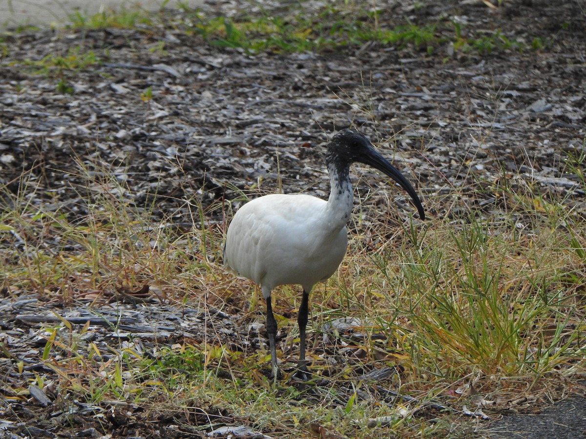 ibis australský - ML620564020