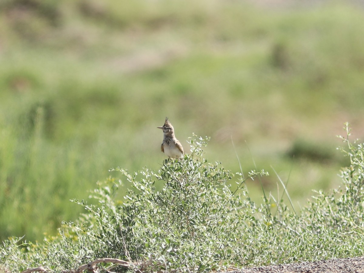 Cochevis huppé - ML620564021