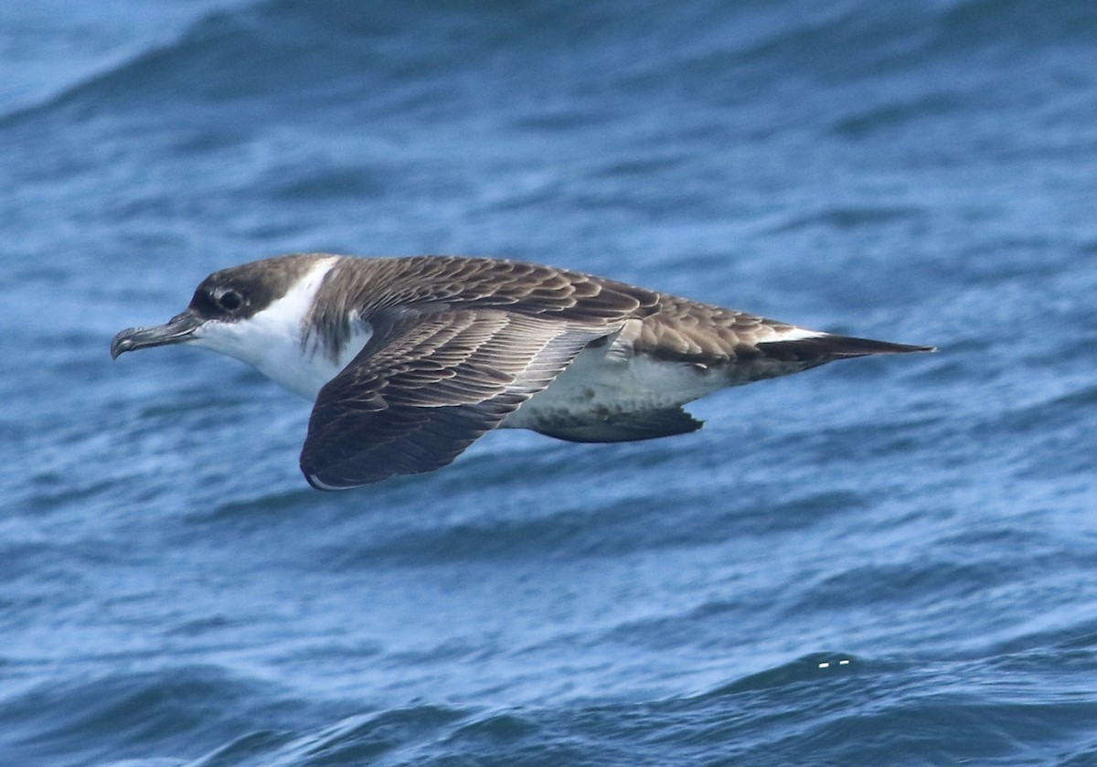 Great Shearwater - ML620564025