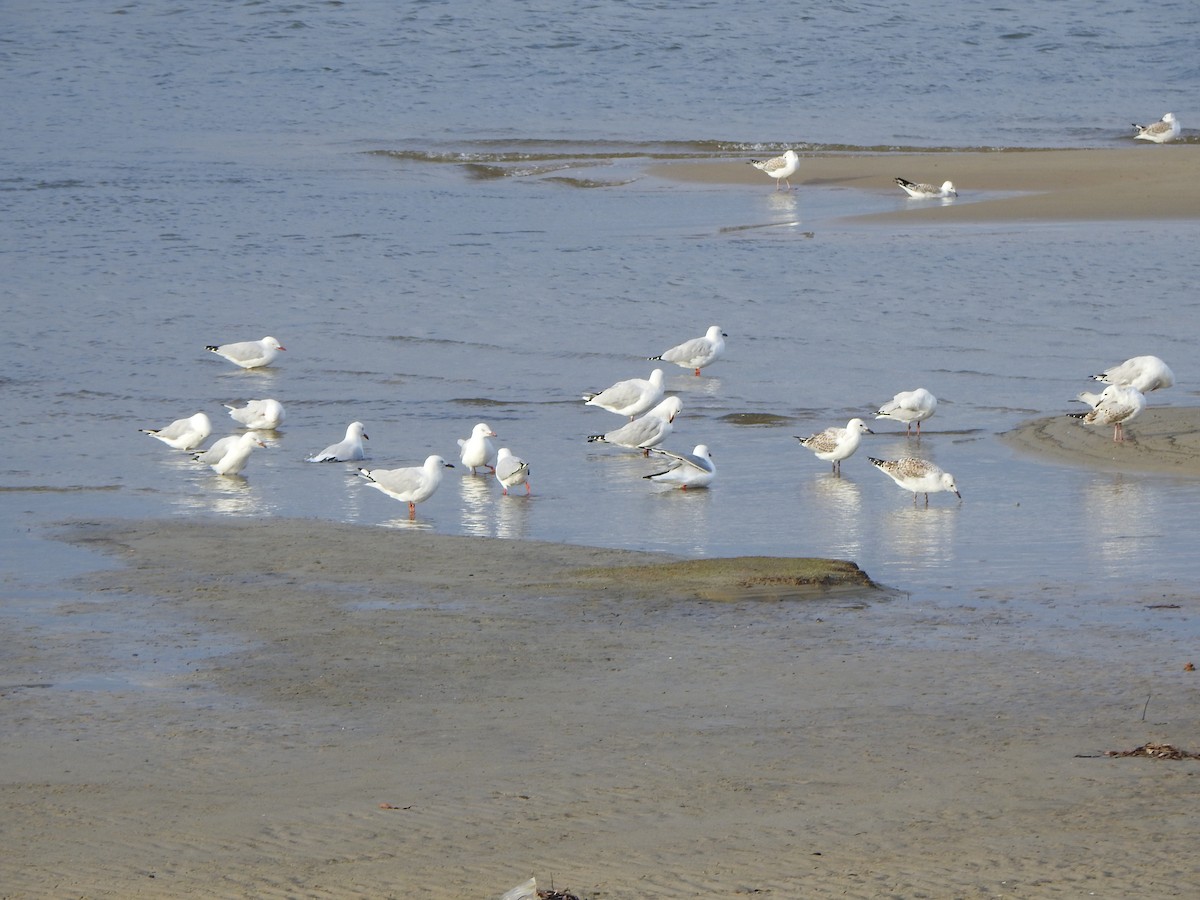 Mouette argentée - ML620564030