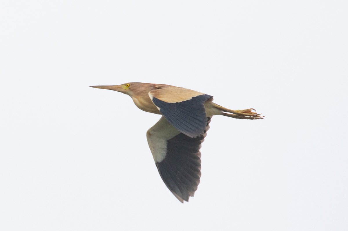 Yellow Bittern - ML620564031