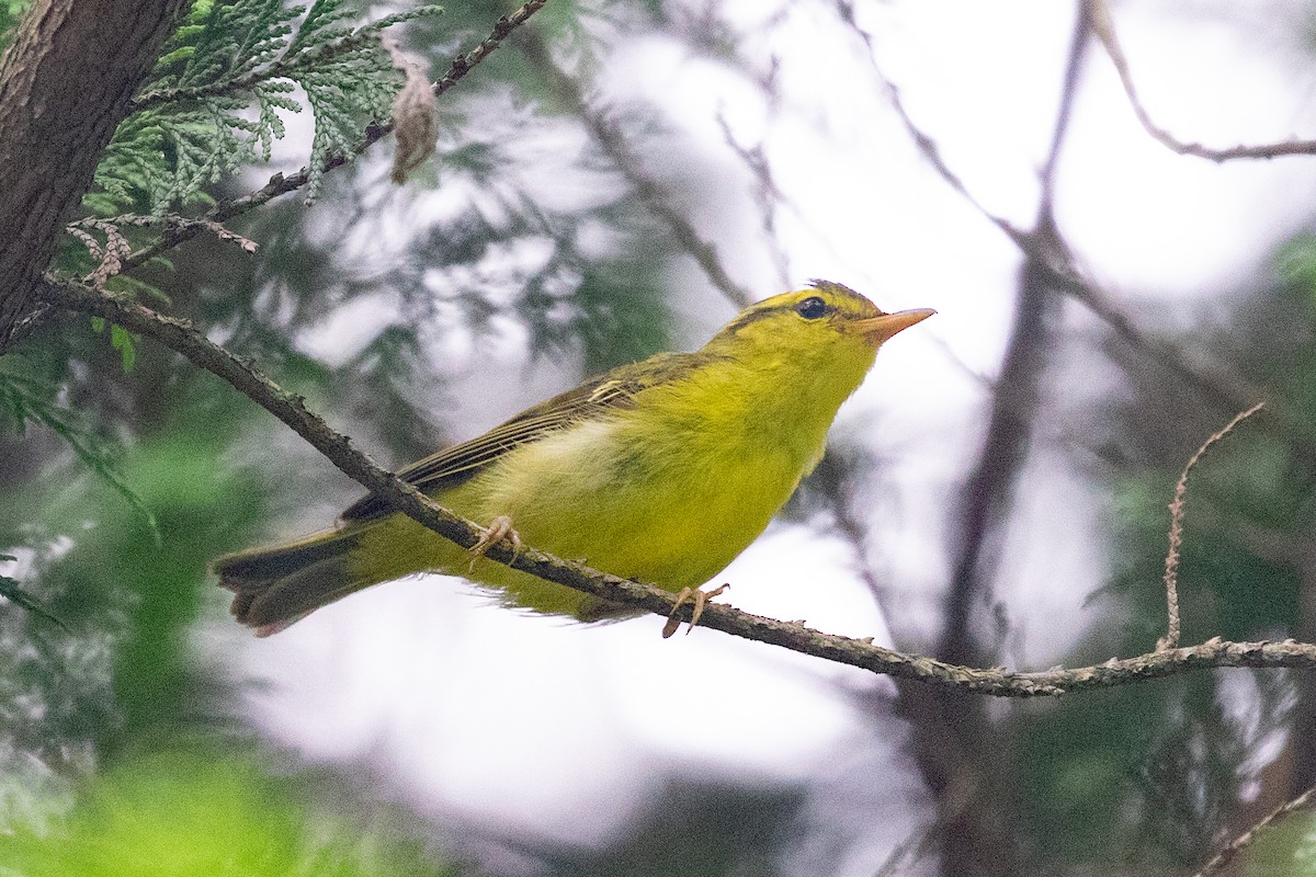 Sulphur-breasted Warbler - ML620564038