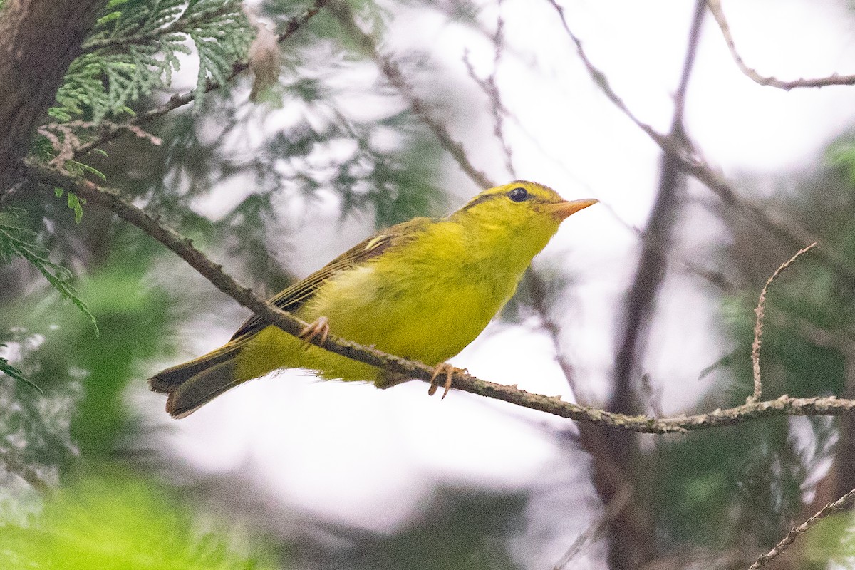 Sulphur-breasted Warbler - ML620564040