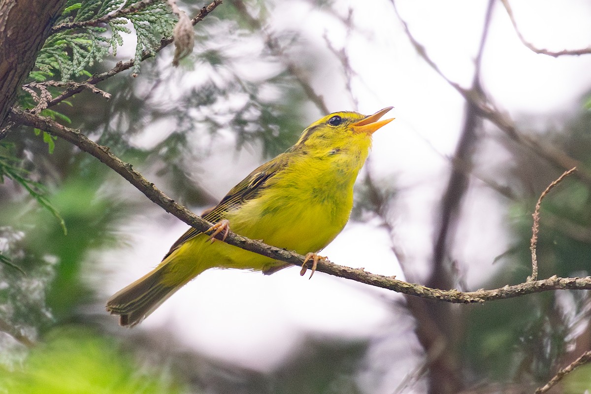 Sulphur-breasted Warbler - ML620564041