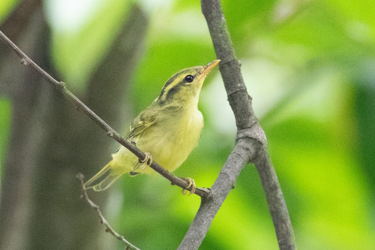 Sulphur-breasted Warbler - ML620564043