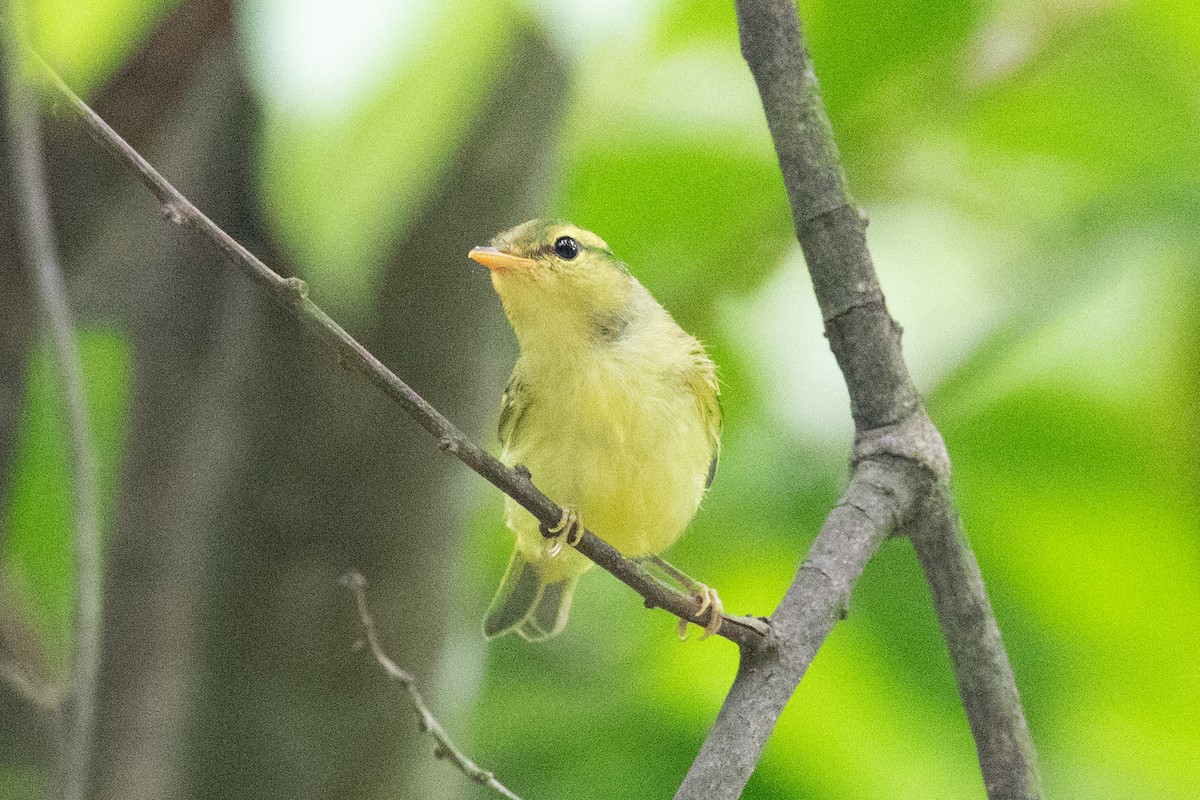 Sulphur-breasted Warbler - ML620564044