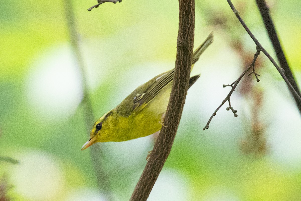 Sulphur-breasted Warbler - ML620564045