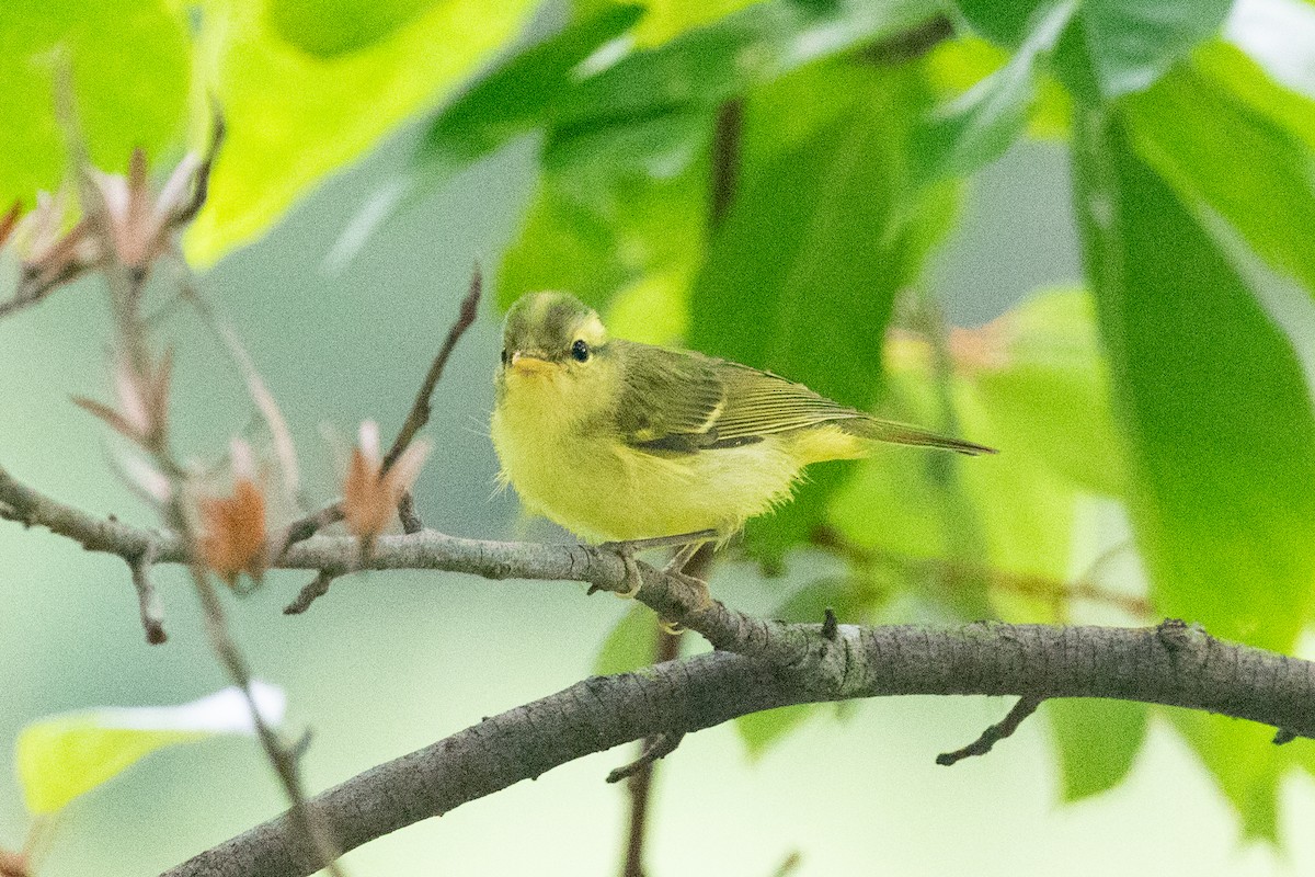 Sulphur-breasted Warbler - ML620564046