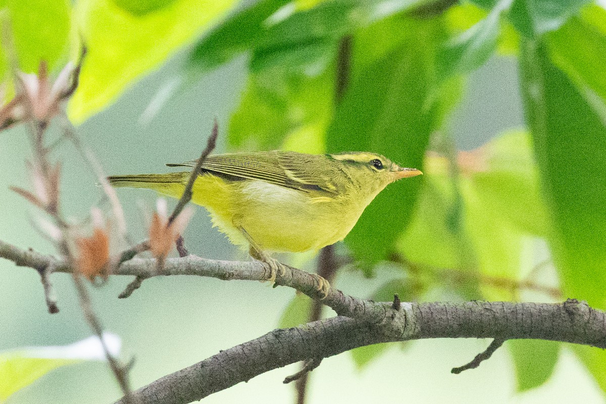 Sulphur-breasted Warbler - ML620564047