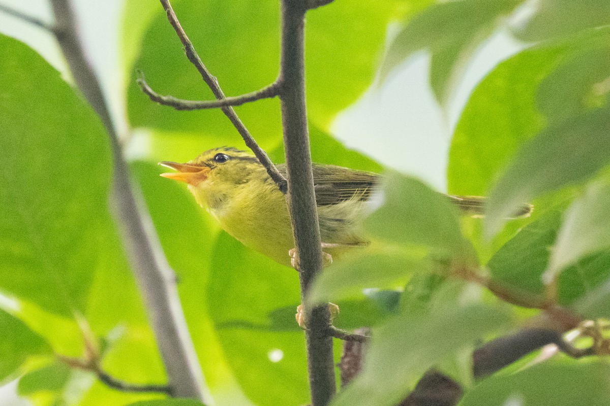 Sulphur-breasted Warbler - ML620564048