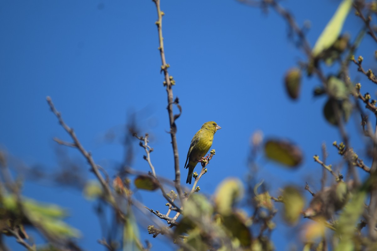 European Greenfinch - ML620564049