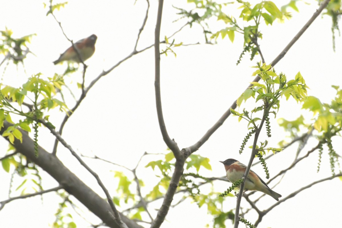 Bay-breasted Warbler - ML620564050