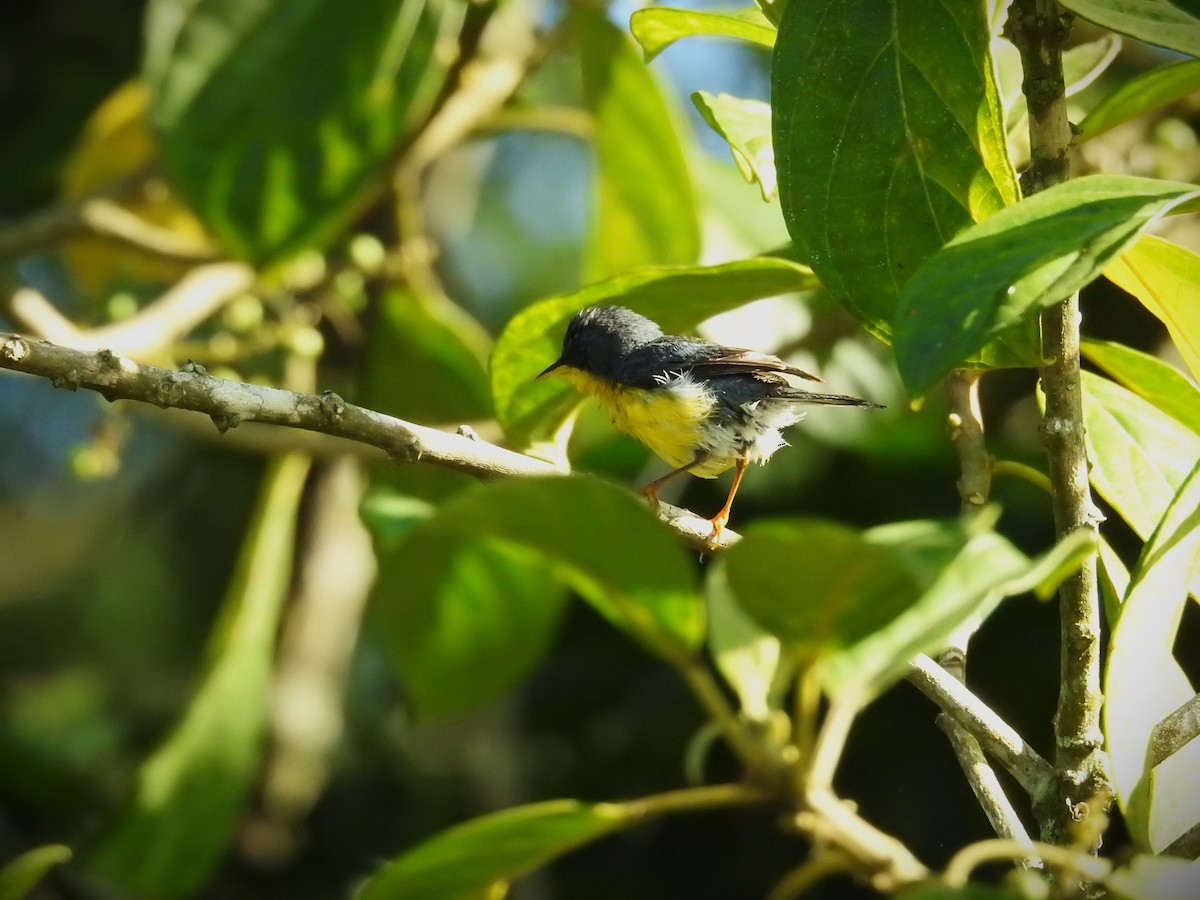 Tropical Parula - ML620564053