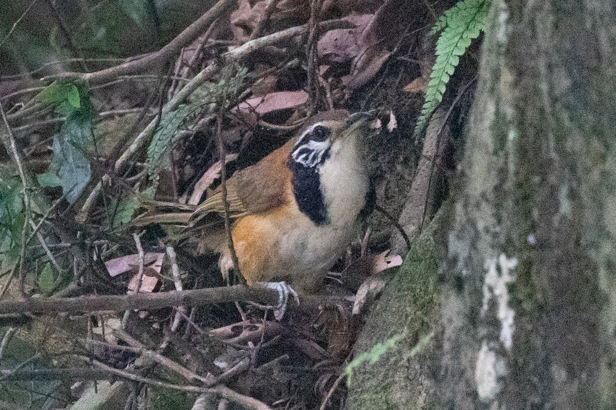 Greater Necklaced Laughingthrush - ML620564057