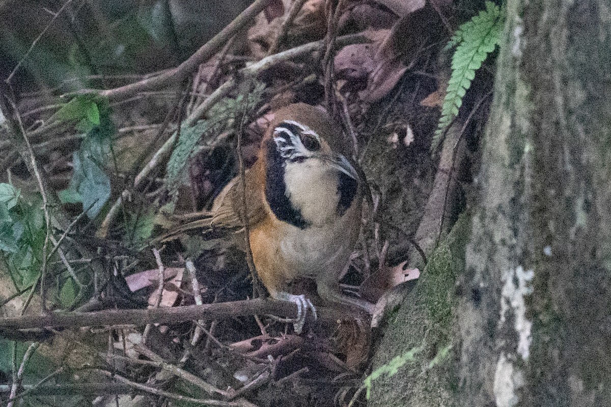 Greater Necklaced Laughingthrush - ML620564059