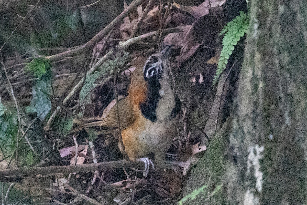 Greater Necklaced Laughingthrush - ML620564060