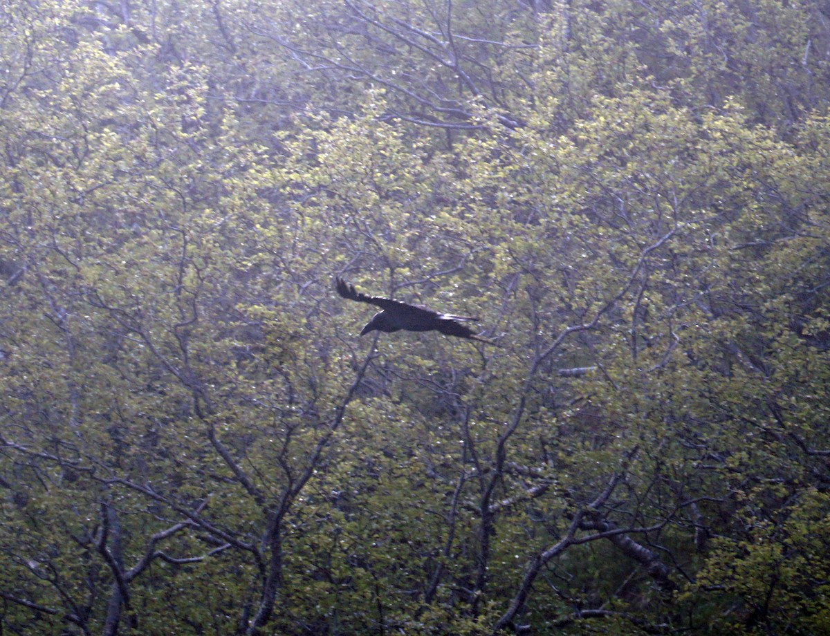 Common Raven - ML620564062