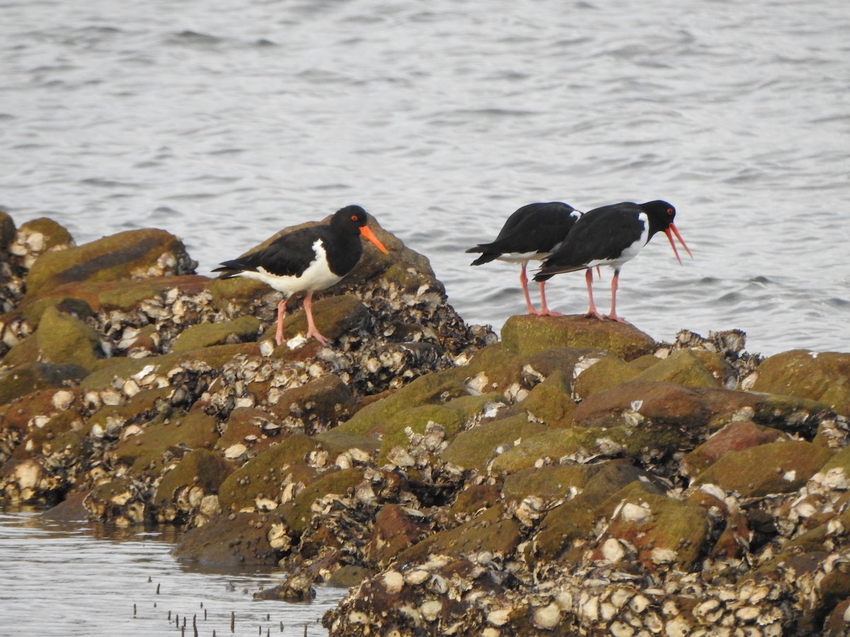 Pied Oystercatcher - ML620564063